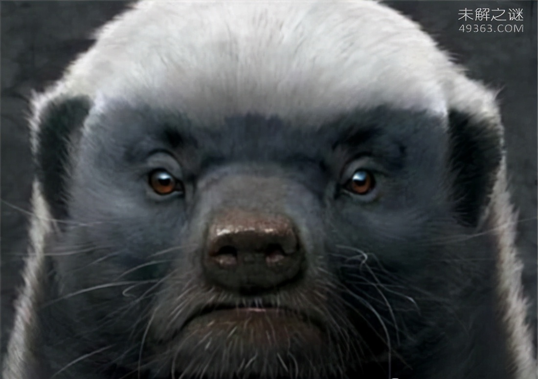 蜜獾平头哥和科莫多巨蜥,平头哥蜜獾为什么不怕蛇