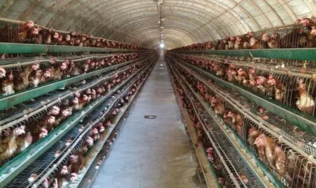 办养鸡场,办养鸡场需要多少钱