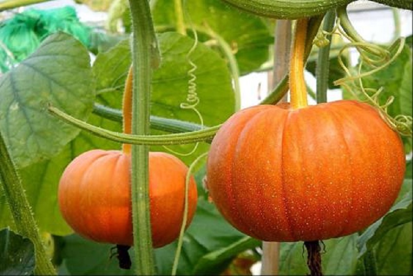 南瓜预防病毒病最有效的方法,南瓜疫病的症状