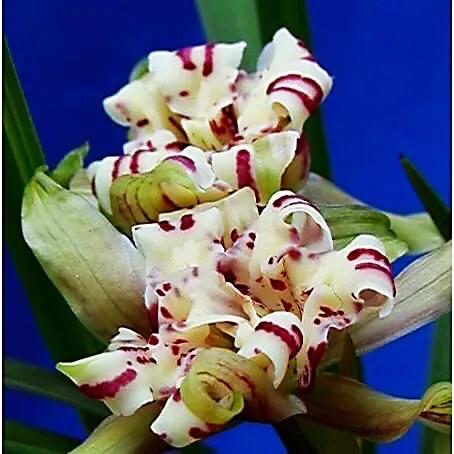 春兰天彭牡丹香味好吗,春兰天彭牡丹兰花简介