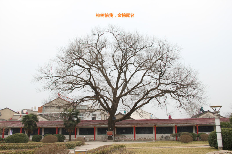 我的高四生活作文,毛坦厂的日夜