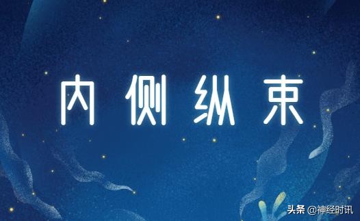 今日实用知识分享—「内侧纵束」