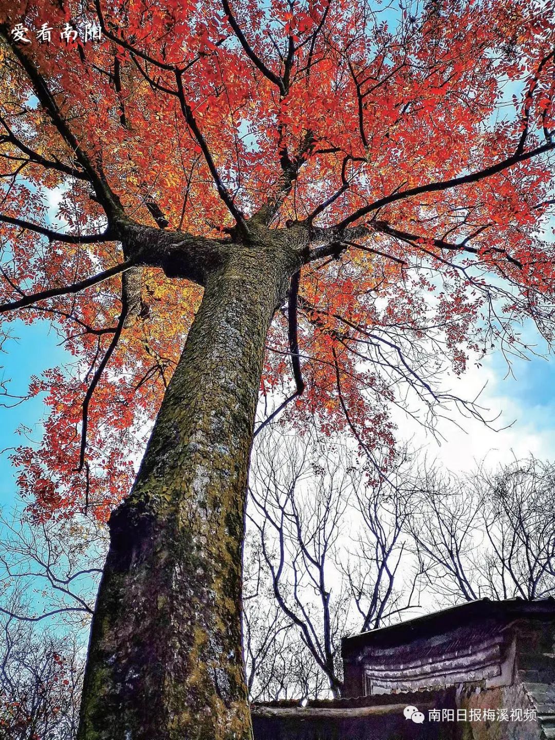 爱看南阳㉘初冬·暖阳依旧