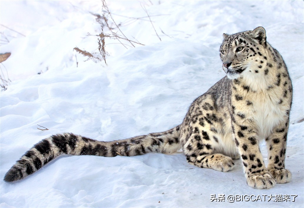 雪豹幕后冷知识,雪豹相关小知识
