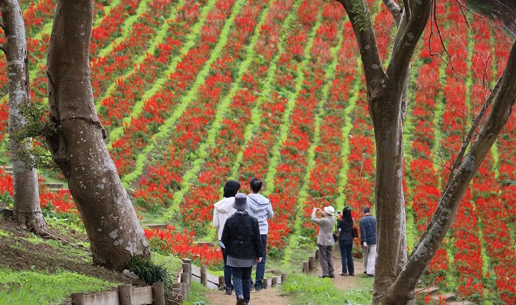 日本生态农业庄园,日本田园农场排行榜