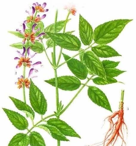 一味丹参抵四物哪些人适合吃,一味丹参胜四物怎么讲