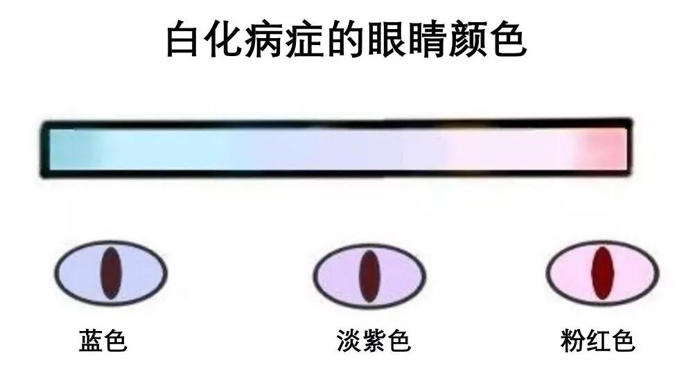 好看的猫的眼睛,猫的眼睛为什么那么好看