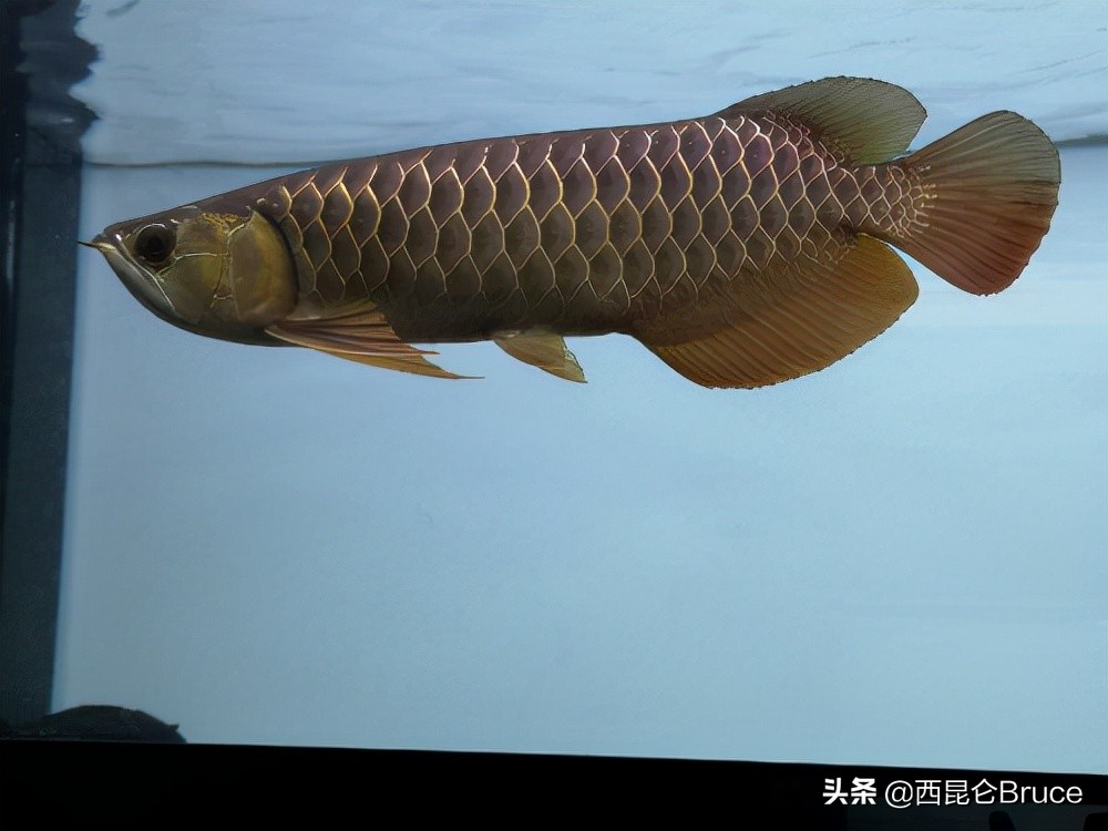 閲戦緳鍔虫柉鑾辨柉,浜旇冻閲戦緳鍔虫柉鑾辨柉