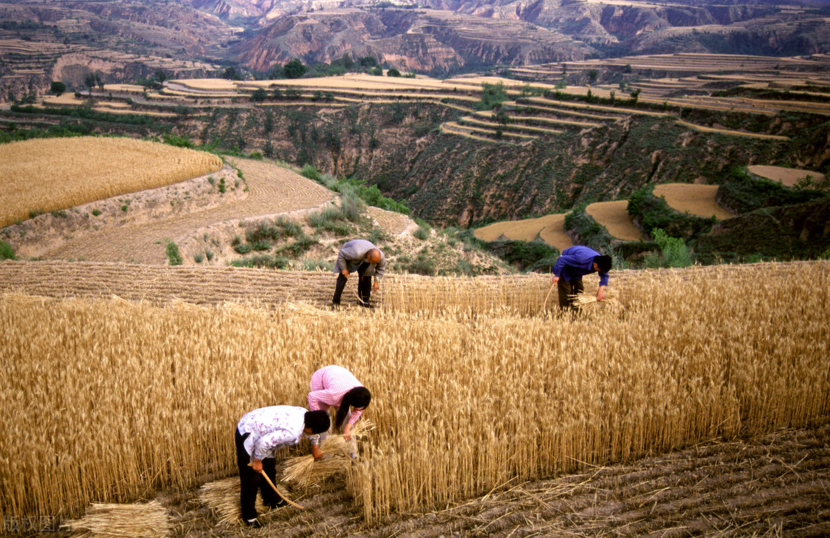 （三百一十八）割麦