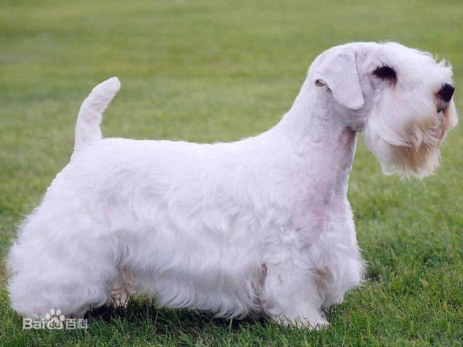 小型犬品种大全及图片柯基犬,不掉毛无体味性格温顺的小型犬