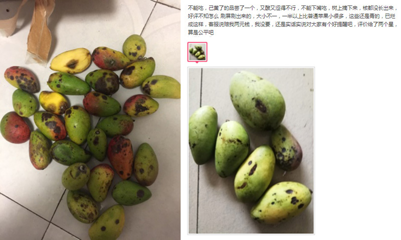 树上贵妃芒怎么样才算成熟,海南树上熟贵妃芒5斤