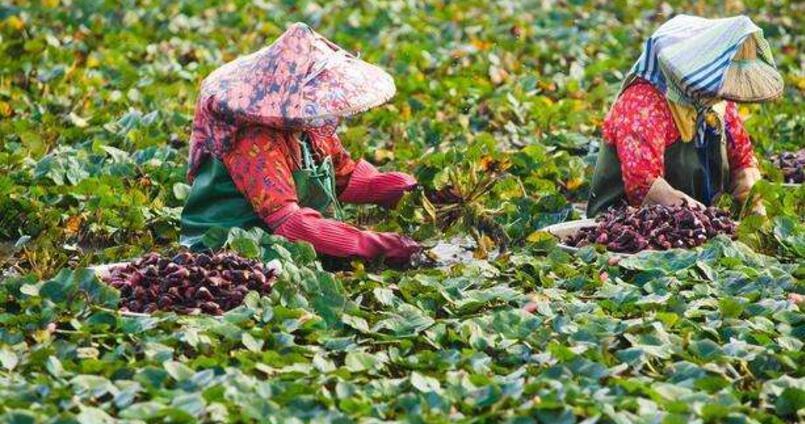 印度人“顺走”中国特产，带回家种植，不料泛滥成灾，还想出口我国