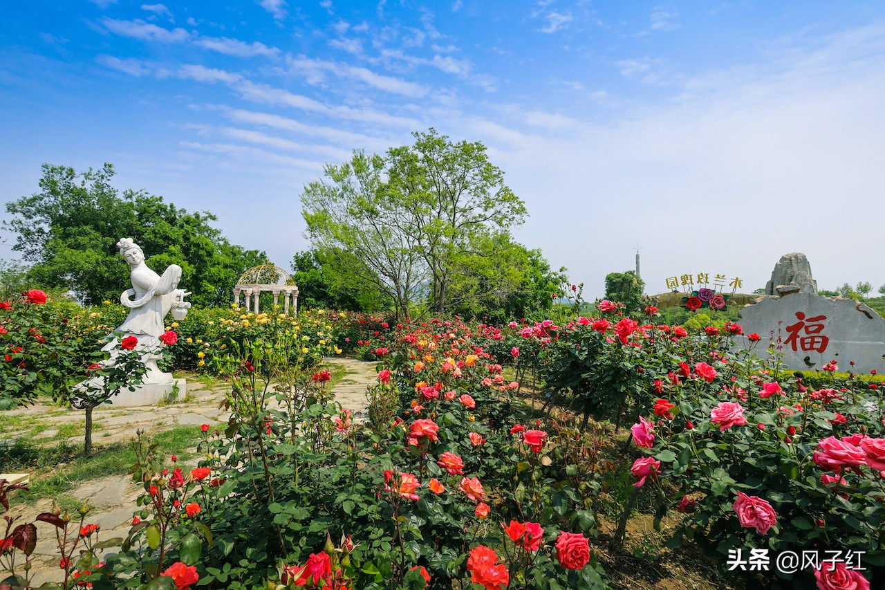 华中最大的玫瑰花园,中国最大的玫瑰花海