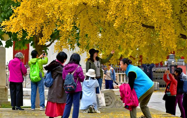 国家地理100个最美景观摄影点,全国银杏观赏地图