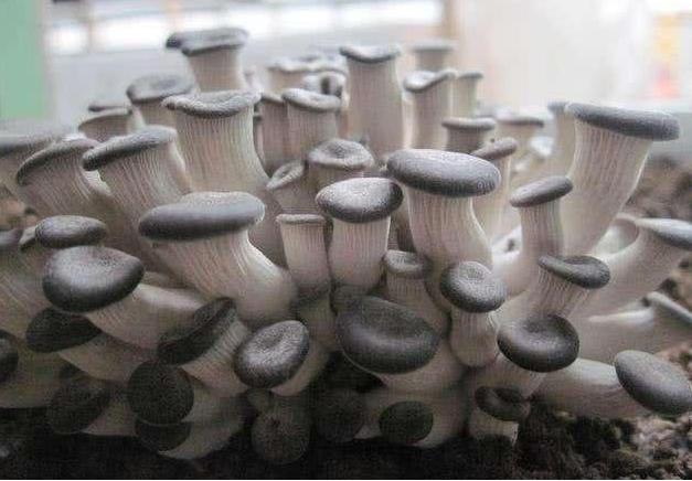 蘑菇发育成长,好吃好看的蘑菇简单易种植