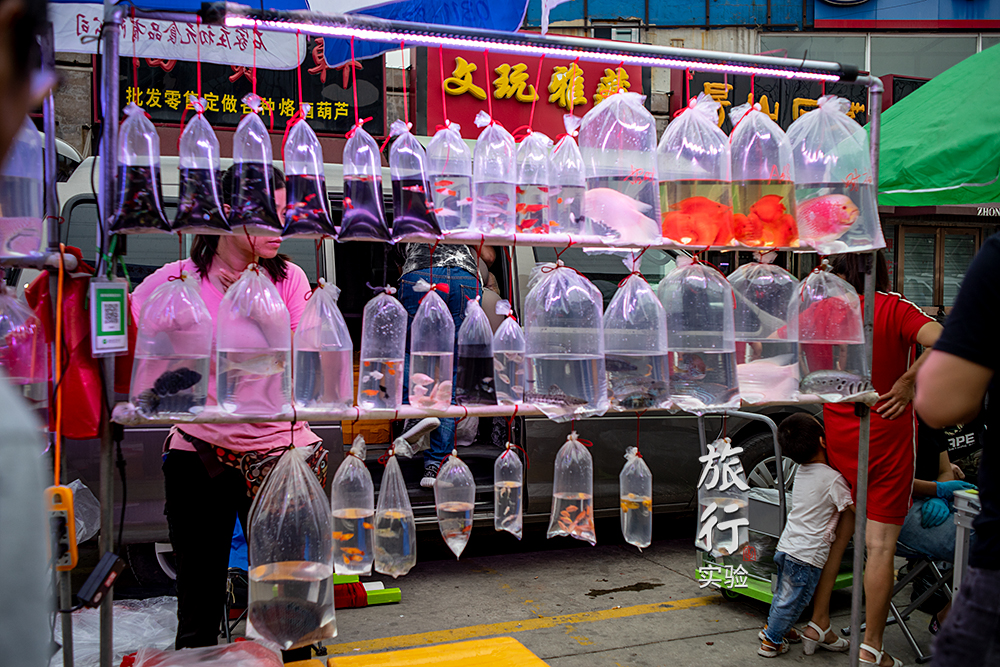 一周一次的宠物市场,天津适合带宠物去游玩的地方