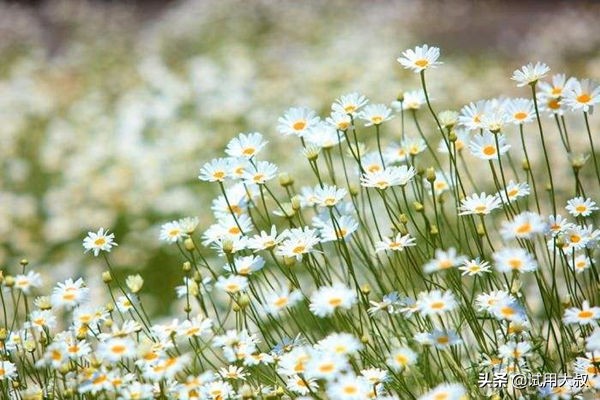 日本金鸟驱蚊网效果怎么样,日本金鸟驱蚊器好用吗