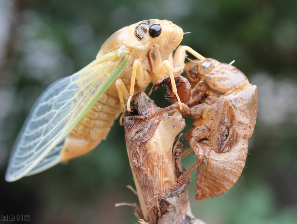 夏季常见的昆虫,夏季北方农村常见的昆虫