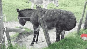 老干妈在美国监狱纪录片,老干妈美国监狱