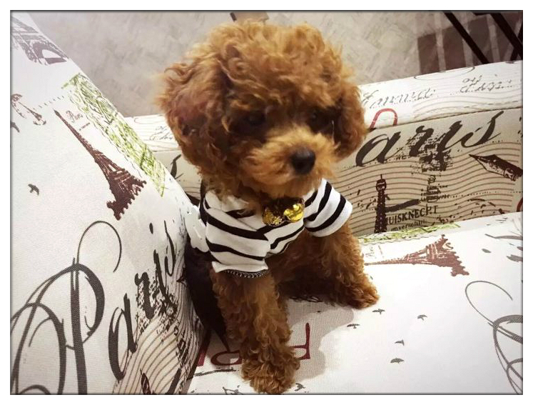 当你的宠物有残疾你会怎么样,宠物生病但是没钱救治怎么办呢