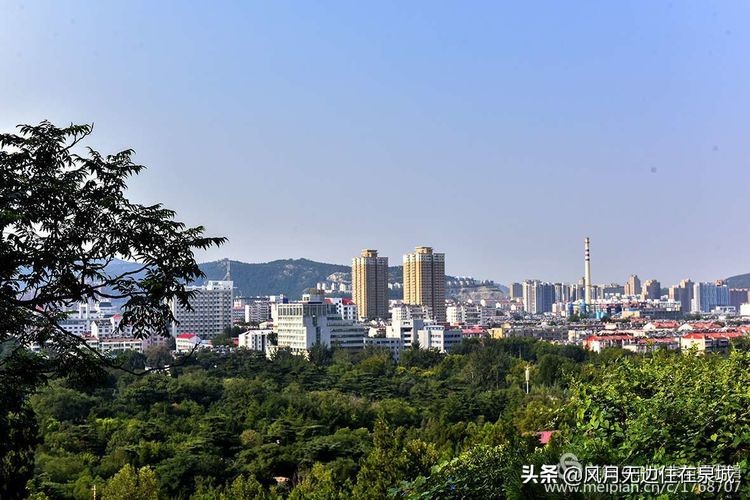 济南一颗梧桐树,济南的法国梧桐