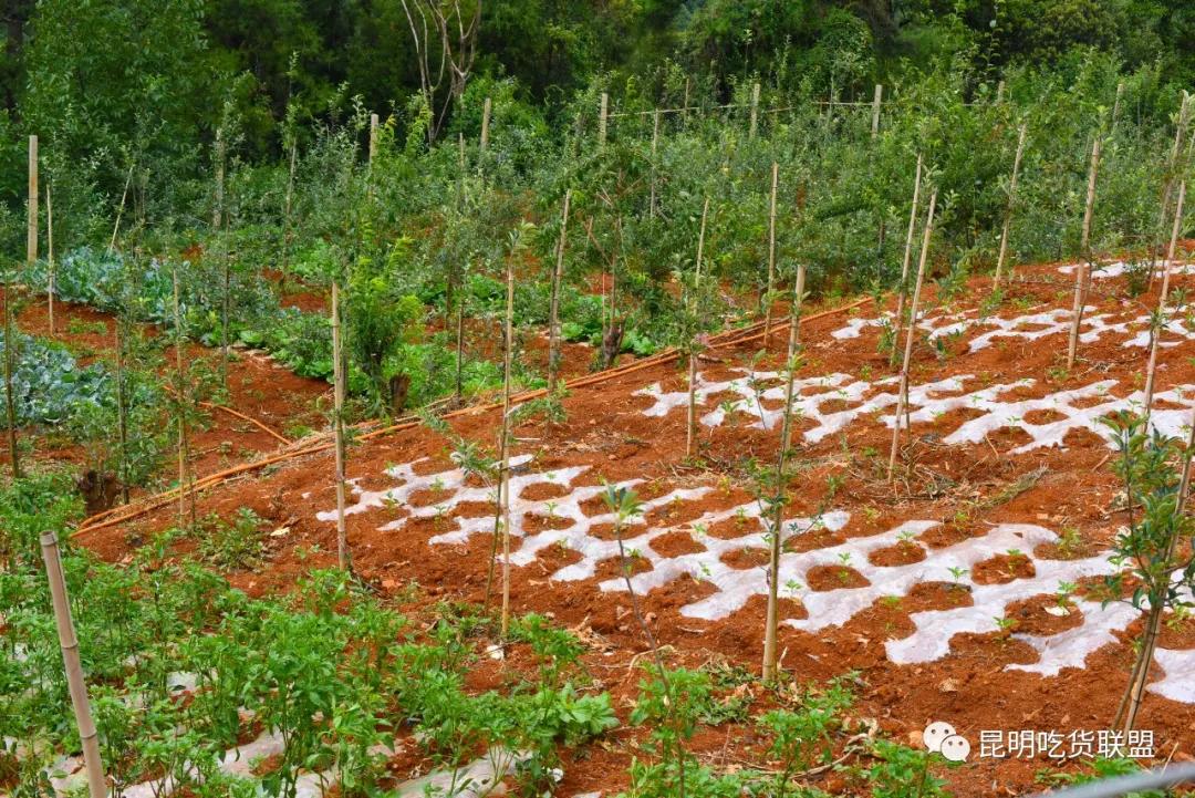 自驾29分钟到，昆明边大片红将军成熟可摘，1口糖心甜蜜又多汁