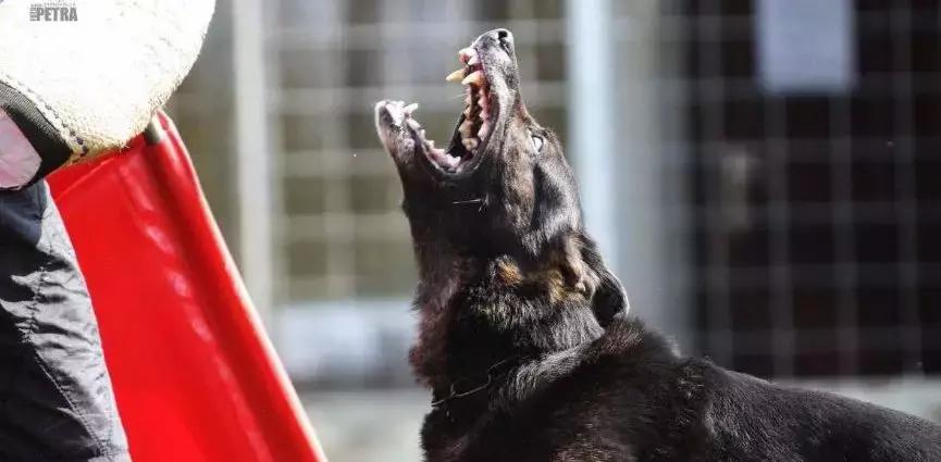 「希德勒之刃」综合素质接近完美的东德牧羊犬，了解一下？