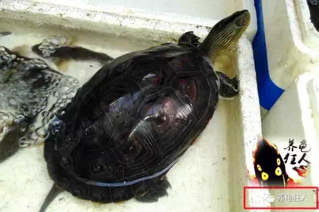 中华花龟和台湾花龟有什么区别,斑纹草龟和普通草龟的区别