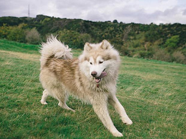 狗狗长期吃鱼饲料会怎么样,狗狗只吃肉和狗粮对身体好吗