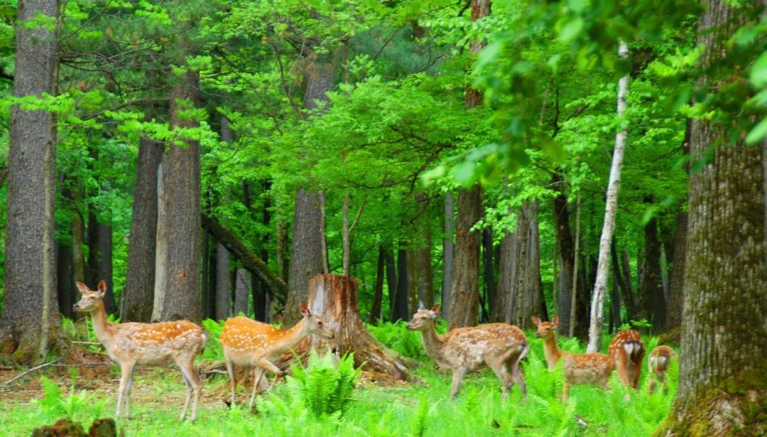 白山10月旅游攻略自助游线路,五一白山周边2-3天短途旅游