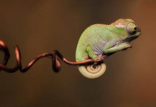 全球十大最小宠物,世界上最便宜很小的小型宠物