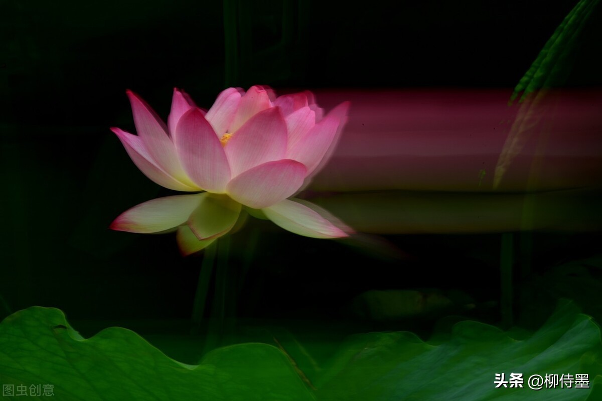 荷花怎么拍出高级感的照片航拍,荷花怎么拍出高级感的照片