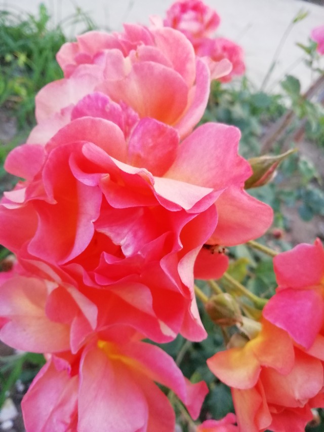 蓝颜知己是什么样的境界,蓝颜知己深度解析