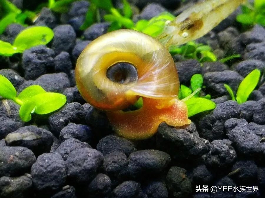 鱼缸过滤长螺怎么处理,鱼缸爆藻用什么过滤好