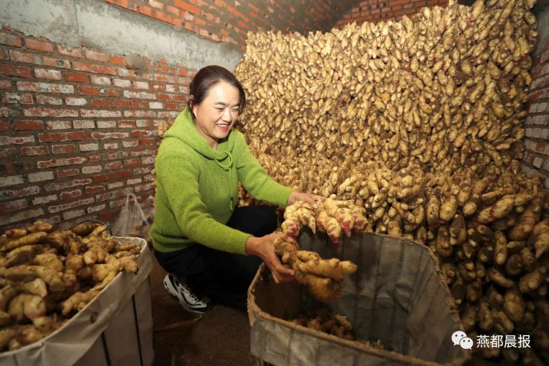 种植生姜喜丰收,一亩地2万斤大姜种植