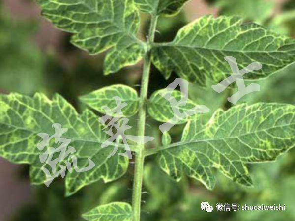 番茄黄头病的治疗方法,番茄黄头最好的治疗方法