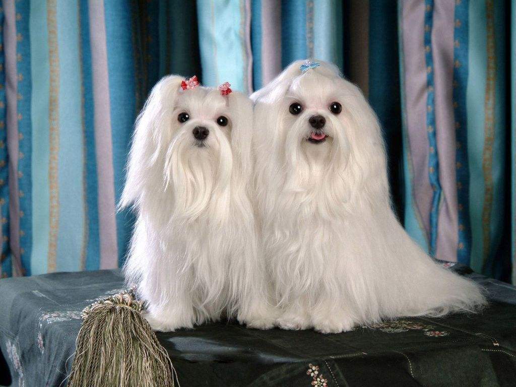 短毛大号拖把,硬毛大拖把长柄