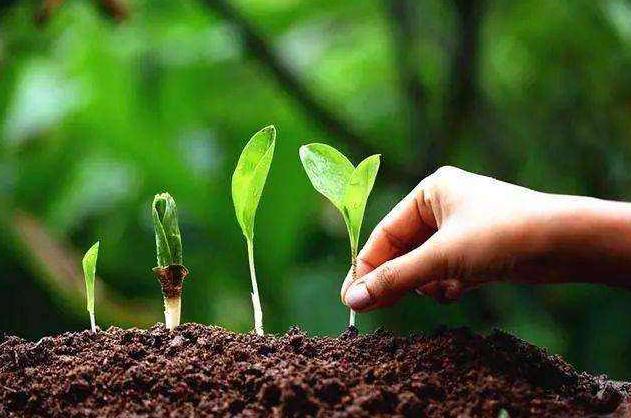 用什么菌剂修复土壤,生物菌改良土壤