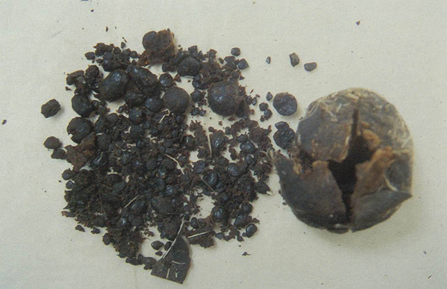 麝香科学钓鱼,麝香钓鱼的人可以服用吗