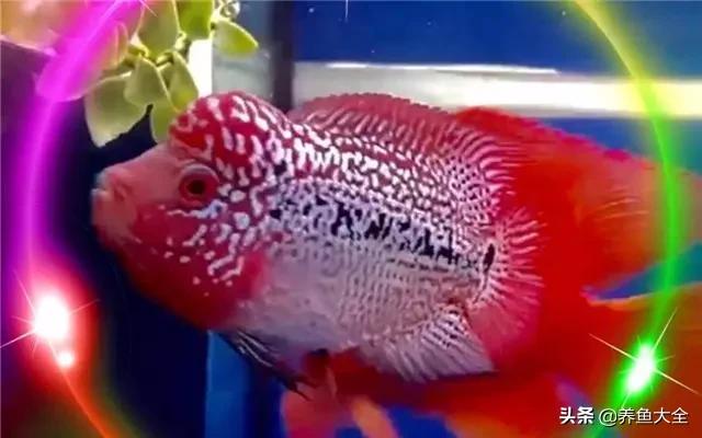 硝化细菌需要人为添加吗,鱼缸水浑浊要怎么添加硝化细菌