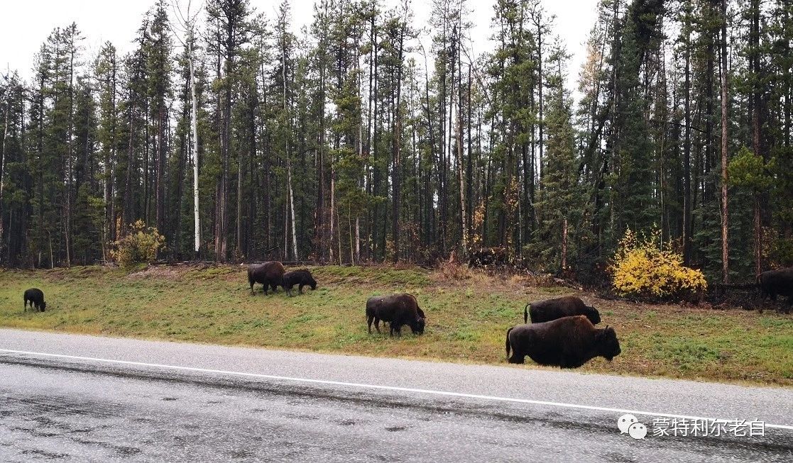 跟着老白行走加拿大，育空Watson Lake、BC省Northern Rockies