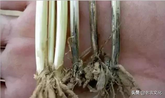 小麦如何判断弱苗壮苗和旺苗,小麦弱苗最佳补救方法