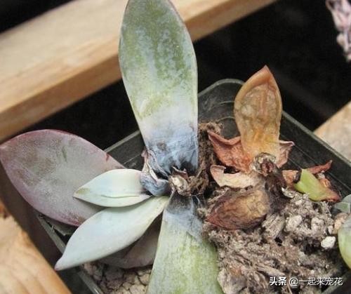 多肉腐黑能变好么,多肉黑应急处理方法