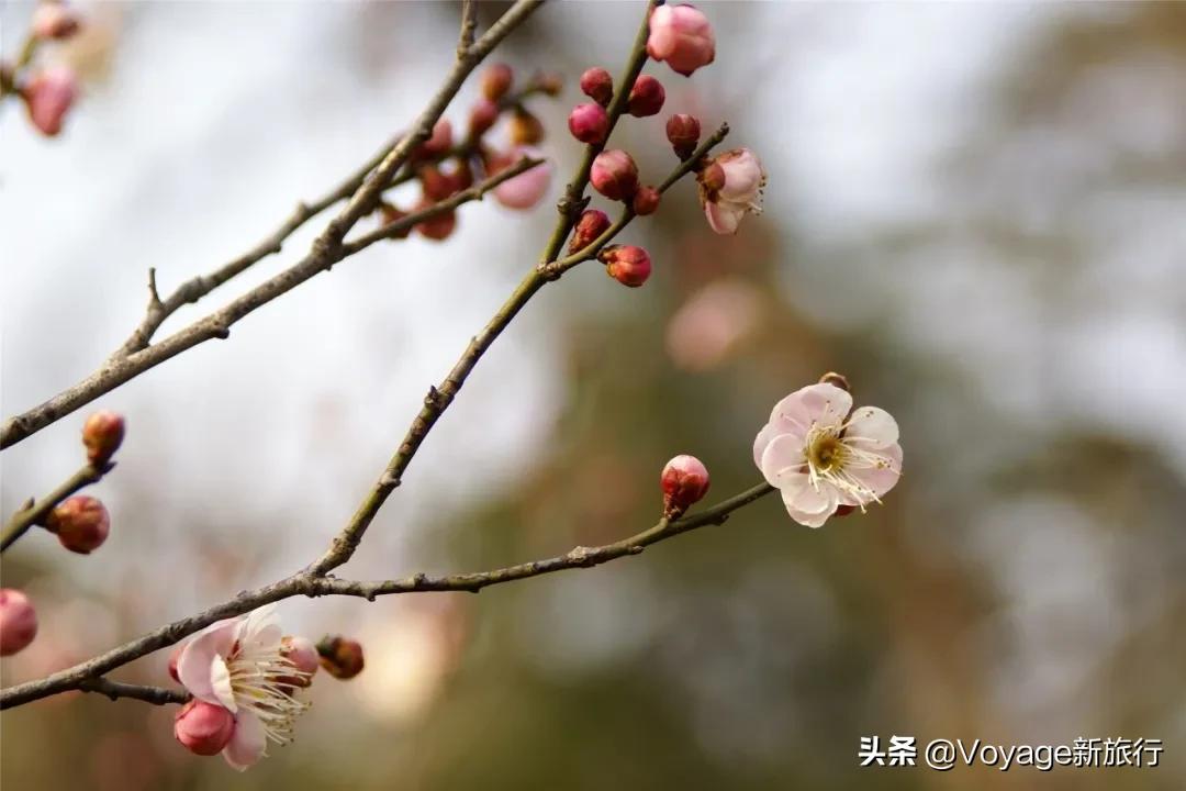 旅行民宿春天赏花,附近哪里有赏花民宿