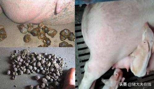 母猪粪便太干便秘,母猪便秘粪便干用什么药