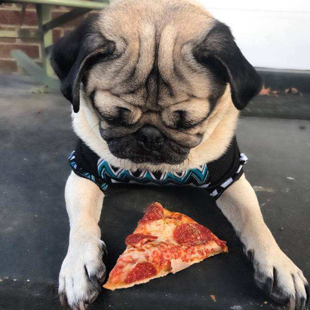 巴哥犬不适合吃什么食物呢,巴哥犬除了能吃狗粮还能吃什么