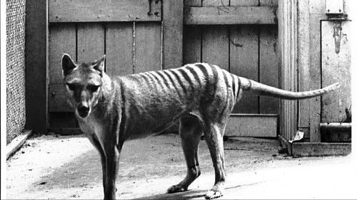 澳大利亚野山羊为什么不出口,澳大利亚野山羊不能吃吗