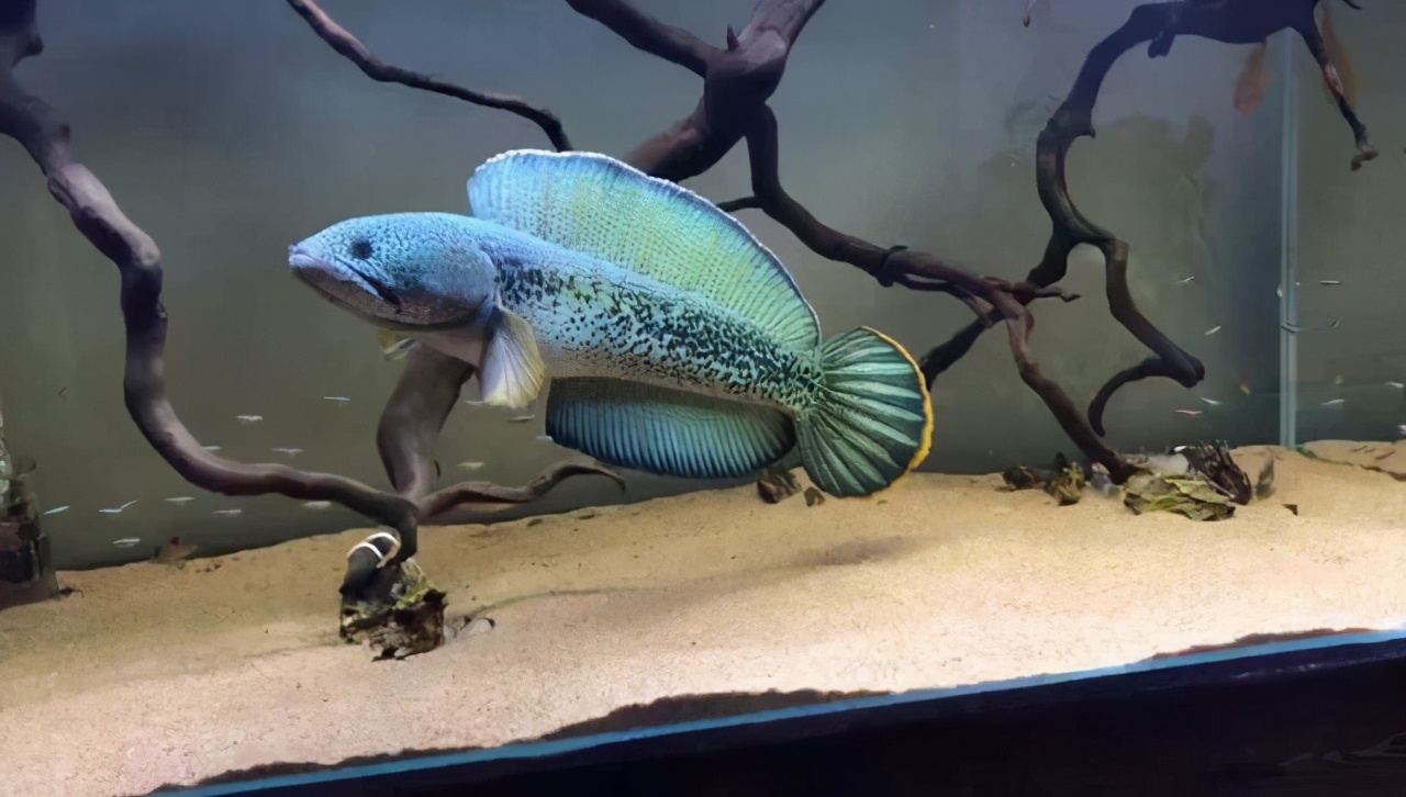 观赏鱼最好养的品种不需要经常喂,觉得自己养的观赏鱼不好看