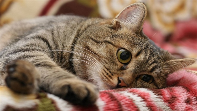 自己给猫洗澡的省钱妙招,用醋给猫洗澡的作用