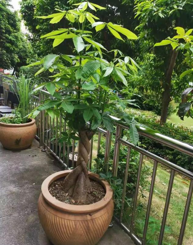 发财树头主干腐烂的救治方法视频,高大发财树主干腐烂怎么补救方法